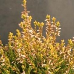 Calluna vulgaris 'Theresa'