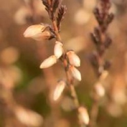 Calluna vulgaris 'Marlies'