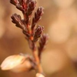 Calluna vulgaris 'Marlies'