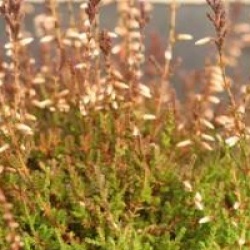 Calluna vulgaris 'Marlies'