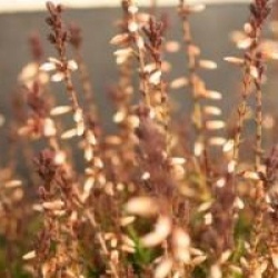Calluna vulgaris 'Marlies'