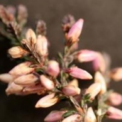 Calluna vulgaris 'Marleen'