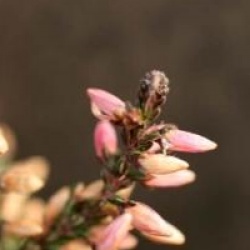 Calluna vulgaris 'Marleen'