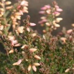 Calluna vulgaris 'Marleen'