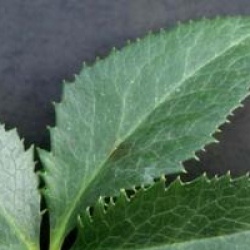 Helleborus argutifolius