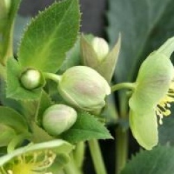 Helleborus argutifolius