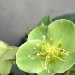 Helleborus argutifolius