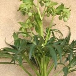 Helleborus foetidus 'Fragant'