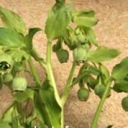 Helleborus foetidus 'Fragant'