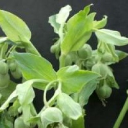 Helleborus foetidus 'Fragant'