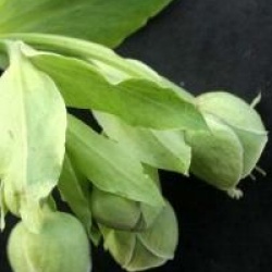 Helleborus foetidus 'Fragant'