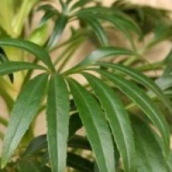 Helleborus foetidus 'Miss Jekyll'