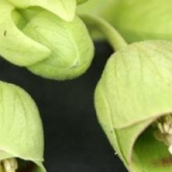 Helleborus foetidus 'Miss Jekyll'