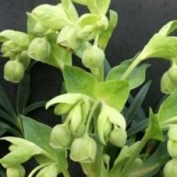 Helleborus foetidus 'Miss Jekyll'