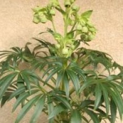 Helleborus foetidus 'Miss Jekyll'