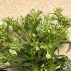 Helleborus foetidus 'Vogezen' - Helleborus foetidus 'Vogezen'