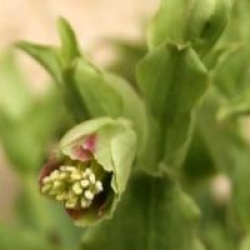 Helleborus foetidus 'Vogezen'