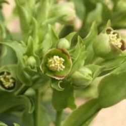 Helleborus foetidus 'Vogezen'