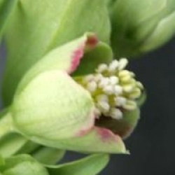 Helleborus foetidus 'Vogezen'