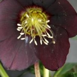 Helleborus 'Hanna' - Helleborus 'Hanna'