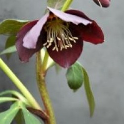 Helleborus 'Hanna'