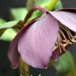 Helleborus 'Hanna'