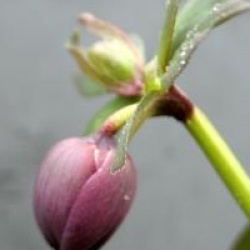 Helleborus 'Hanna'