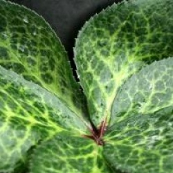 Helleborus 'Penny's Pink'