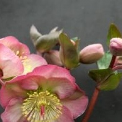 Helleborus 'Penny's Pink'