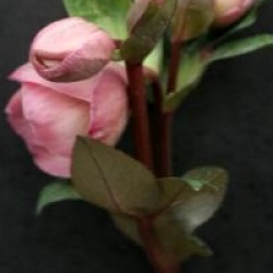 Helleborus 'Penny's Pink'
