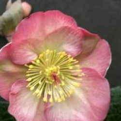 Helleborus 'Penny's Pink'