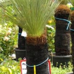 Xanthorrhoea glauca - Black boy