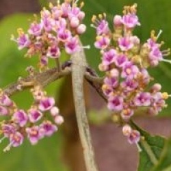 Callicarpa cathayana  - Callicarpa cathayana