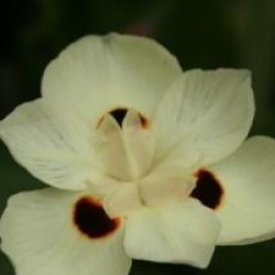 Dietes bicolor  - Iris espagnol