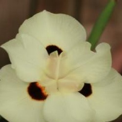 Dietes bicolor 