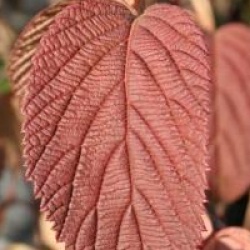 Viburnum plicatum f. tomentosum 'Shasta' - Viorne Shasta