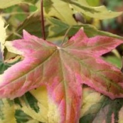 Liquidambar styraciflua 'Golden Treasure'