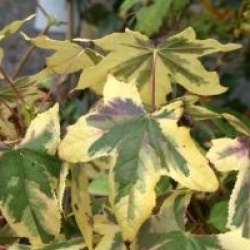 Liquidambar styraciflua 'Golden Treasure'