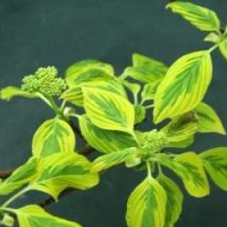 Cornouiller � fleurs Golden Shadow