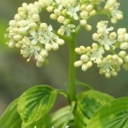 Cornus alternifolia 'Golden Shadow'