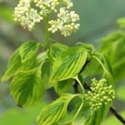 Cornus alternifolia 'Golden Shadow'