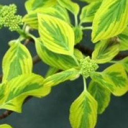Cornus alternifolia 'Golden Shadow'