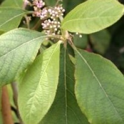 Callicarpa cathayana 