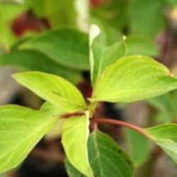 Cornus controversa 'Candlelight' - Cornouiller des pagodes dor�
