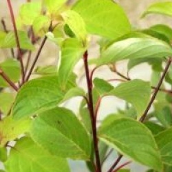 Cornus controversa 'Candlelight'