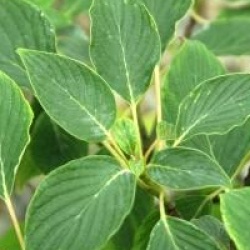 Cornus controversa 'Green Carpet' - Cornouiller des pagodes rampant