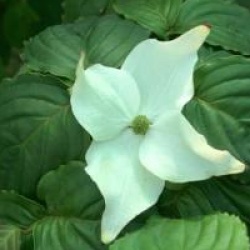 Cornus kousa 'Blue Shadow'