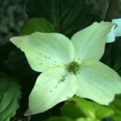 Cornus kousa 'Blue Shadow'