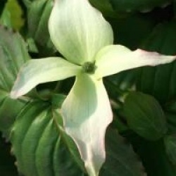 Cornus kousa 'Blue Shadow'