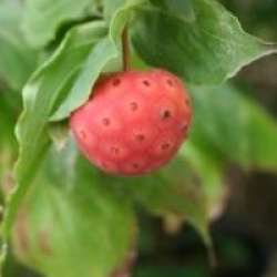 Cornus kousa 'Blue Shadow'